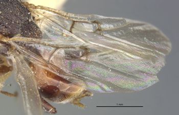 Media type: image;   Entomology 13898 Aspect: front wing